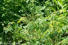 Hieracium umbellatum umbellatum