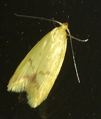 Aeolothapsa malacella
