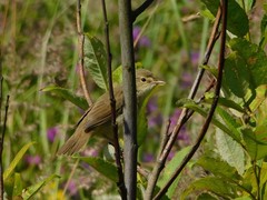 Acrocephalus palustris