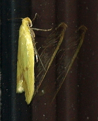 Aeolothapsa malacella