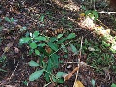 Hedycarya arborea
