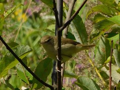 Acrocephalus palustris
