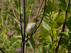 Acrocephalus palustris