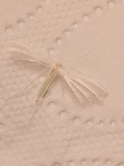 Pterophorus pentadactyla