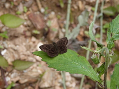 Bolla