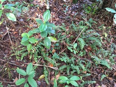 Coprosma macrocarpa minor