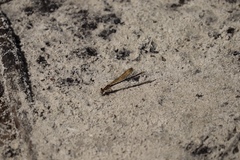 Argia sedula