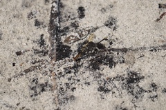 Argia sedula