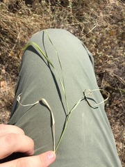 Panicum hallii