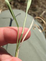 Panicum hallii