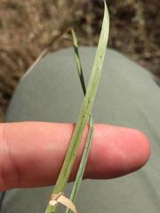 Panicum hallii