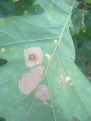 Tischeria ekebladella