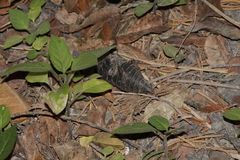 Cryptotympana atrata