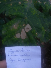 Tischeria ekebladella