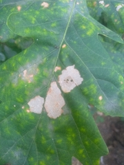 Tischeria ekebladella