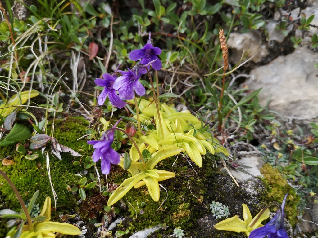 Pinguicula fiorii, 66010 Pennapiedimonte CH, Italia
