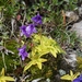 Pinguicula fiorii - Photo (c) Mattia Menchetti, some rights reserved (CC BY), uploaded by Mattia Menchetti