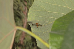 Zeugodacus cucurbitae