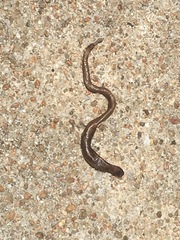 Lumbricus terrestris