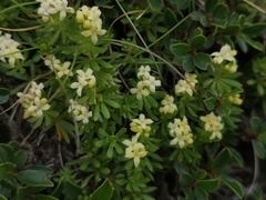Galium magellense