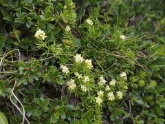 Galium magellense