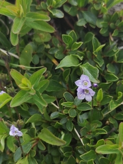 Veronica aphylla