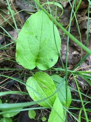 Smilax ecirrhata