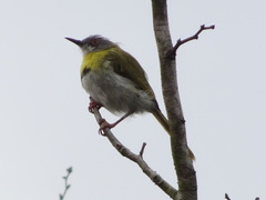 Apalis flavida neglecta