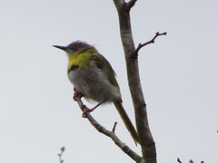 Apalis flavida neglecta