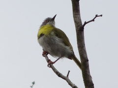 Apalis flavida neglecta