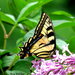 Canadian × Eastern Tiger Swallowtail - Photo (c) roy pilcher, some rights reserved (CC BY-NC), uploaded by roy pilcher