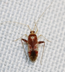 Phytocoris infuscatus