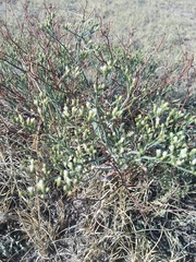 Eriogonum effusum