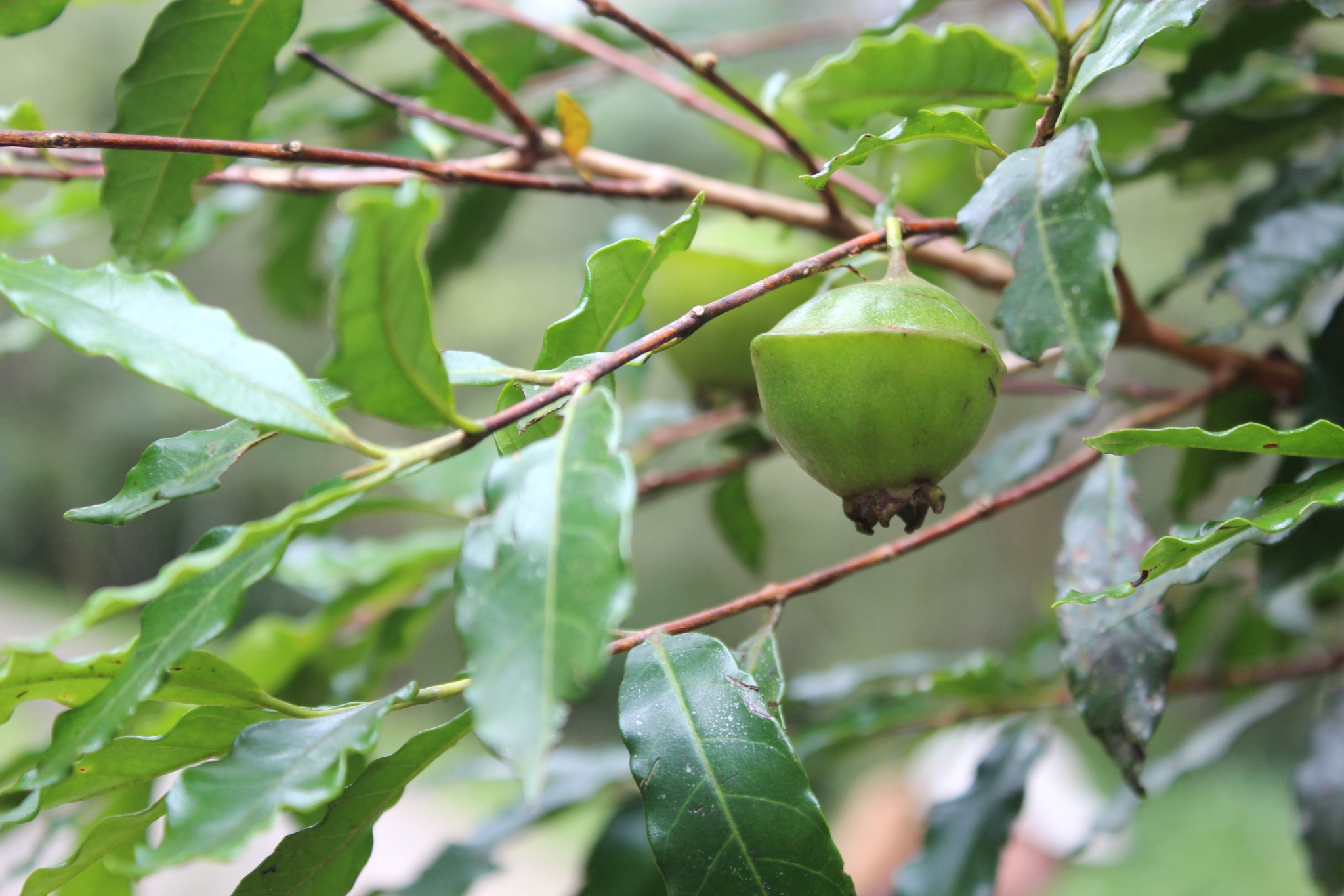 Cambuci (Campomanesia phaea) · BioDiversity4All