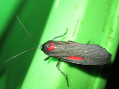 Cyana tettigonioides