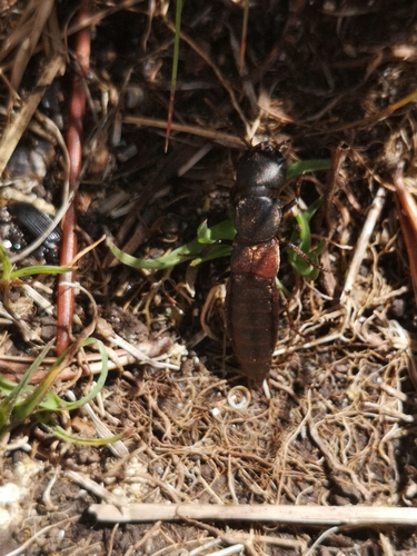 Ocypus italicus