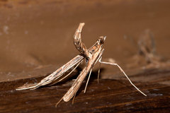 Lineodes