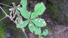 Rubus lineatus