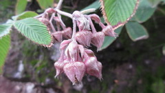 Rubus lineatus