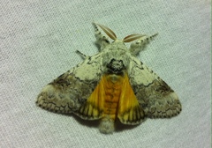 Calliteara farenoides