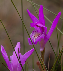 Arethusa bulbosa