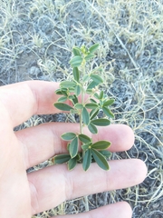 Pediomelum tenuiflorum