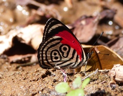 Diaethria clymena dodone