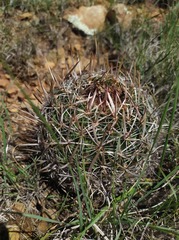 Echinofossulocactus
