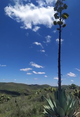 Agave durangensis