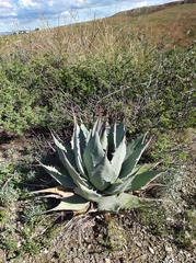 Agave flexispina