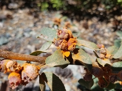 Gymnotelium blasdaleanum