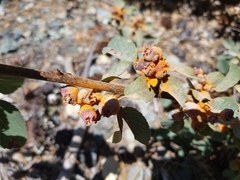 Gymnotelium blasdaleanum