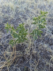 Pediomelum tenuiflorum