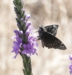 Erynnis afranius